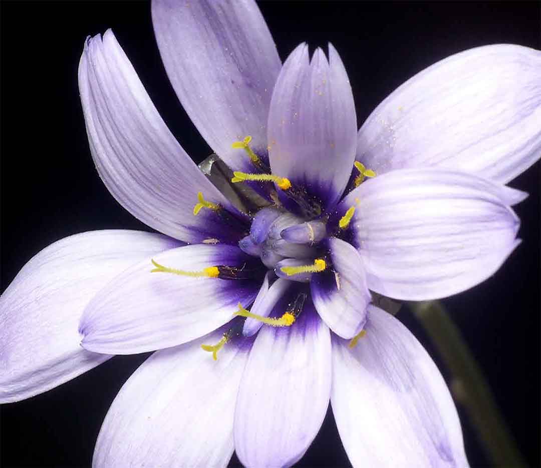Flor Cerverina (Catananche caerulea)