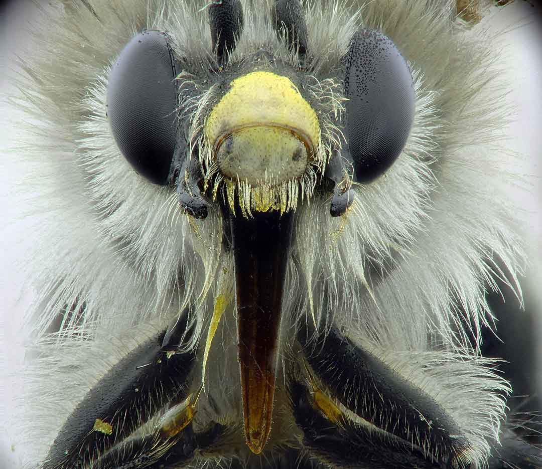 Primer pla de especie d'abella
