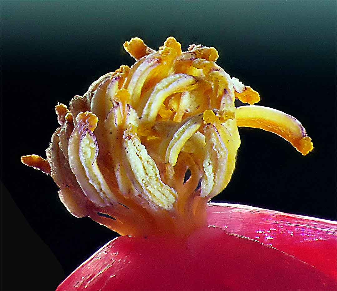 Primer pla pètals (Begonia semperflorens)